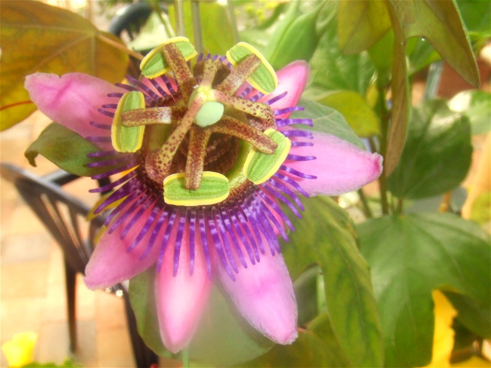 Passiflora picturata, picture taken at Passiflorahoeve in Harskamp, The Netherlands