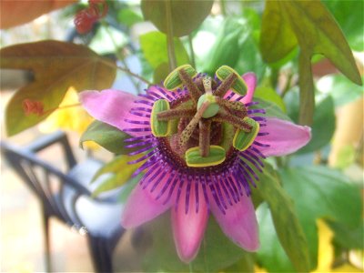 Passiflora picturata, picture taken at Passiflorahoeve in Harskamp, The Netherlands