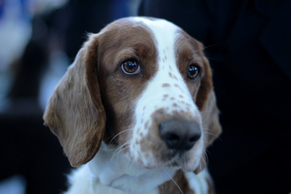 Portrait brown white
