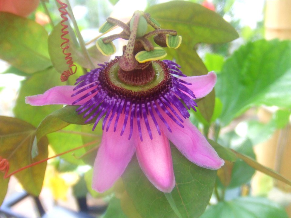 Passiflora picturata, picture taken at Passiflorahoeve in Harskamp, The Netherlands