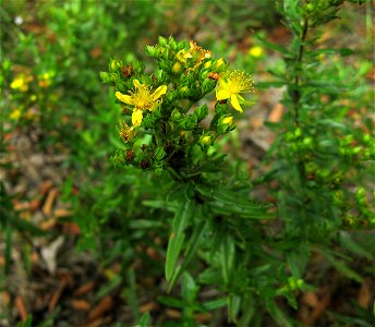 Hypericum sphaerocarpum in a cedar glade in, Meigs County, Tennessee.