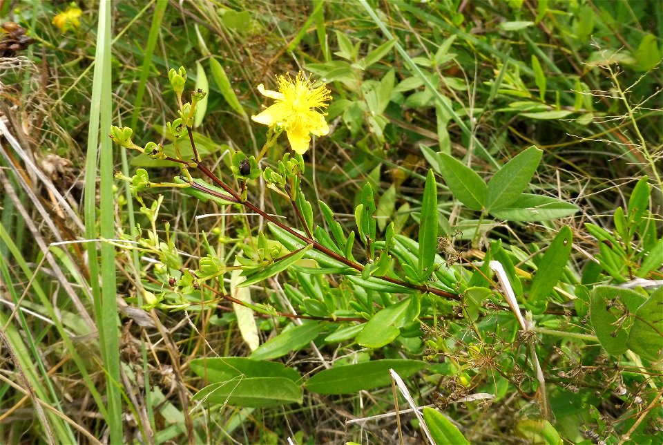 Hypericum lobocarpum, high quality prairie remnant. Towns Prairie west of De Valls Bluff, Prairie  County, Arkansas.