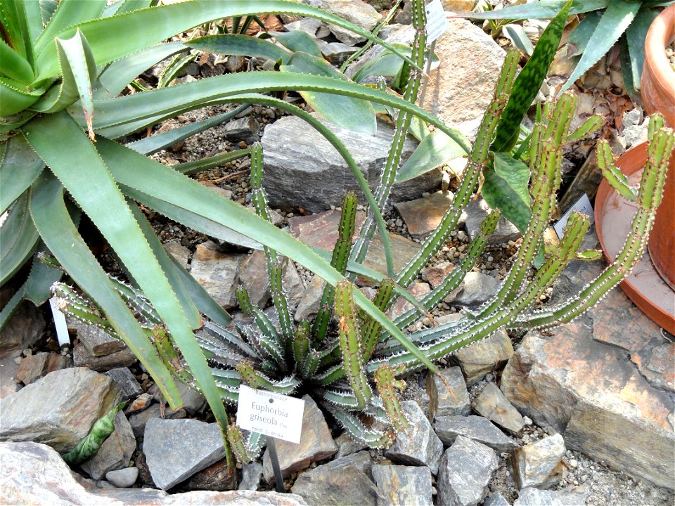 Euphorbia griseola specimen in the Botanischer Garten München-Nymphenburg, Munich, Germany.