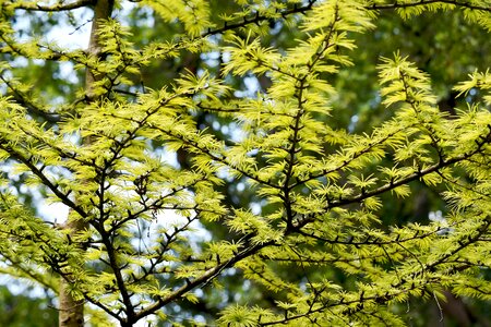 Sunlight dappled green