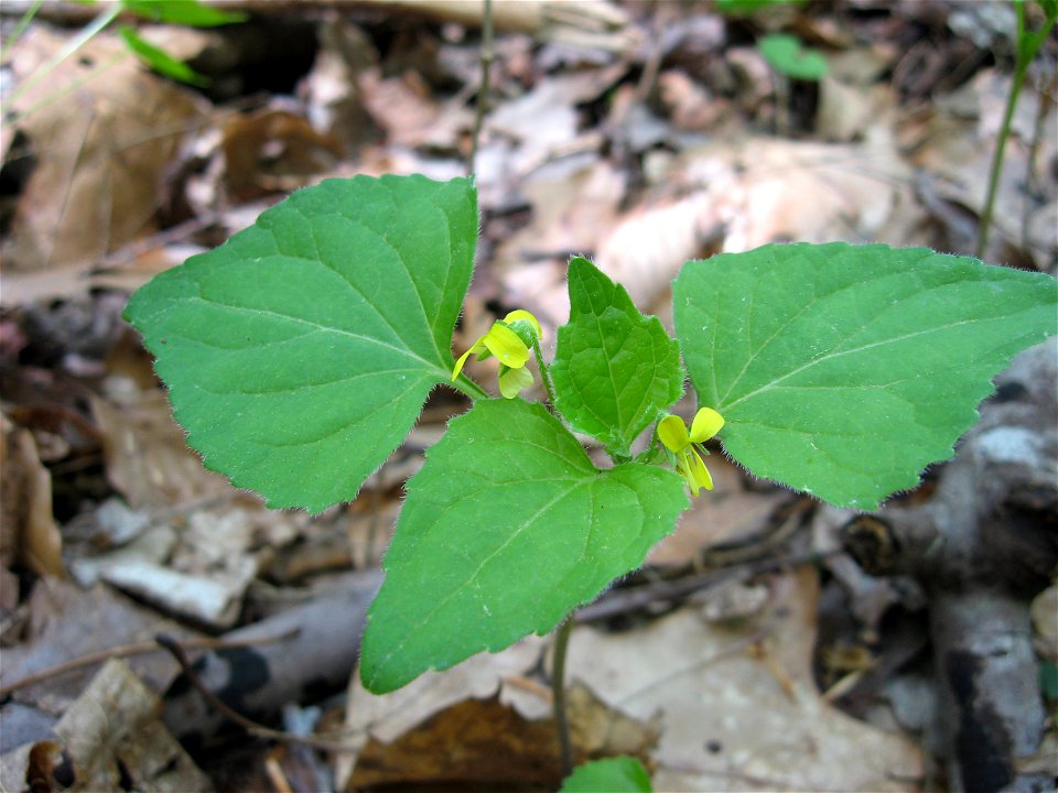 Viola tripartita, forest near Hawk Creek, Laurel County, Kentucky.