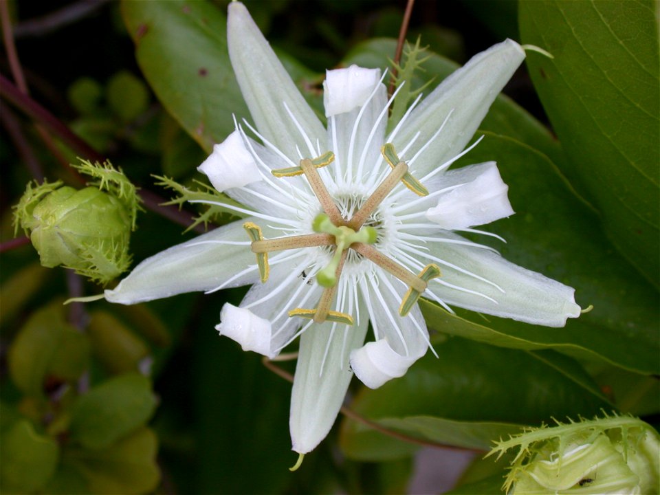 Passiflora pectinata flower and flower bud, photographed at Little San Salvador, Bahamas on November 19, 2002.
