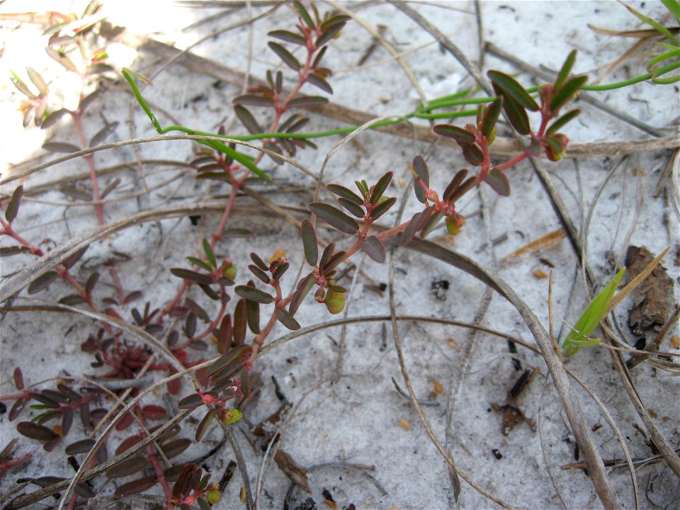 Euphorbia bombensis, found on sandy bayside at St. Joseph Peninsula State Park, Gulf County, Florida.