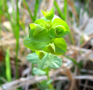 Euphorbia commutata, top of limestone bluff at Tom Dorman State Nature Preserve, Garrard County.