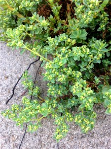 Euphorbia mesembrianthemifolia, where the dunes meets the open beach at Dr. Von D. Mizell-Eula Johnson State Park, Broward County, Florida.