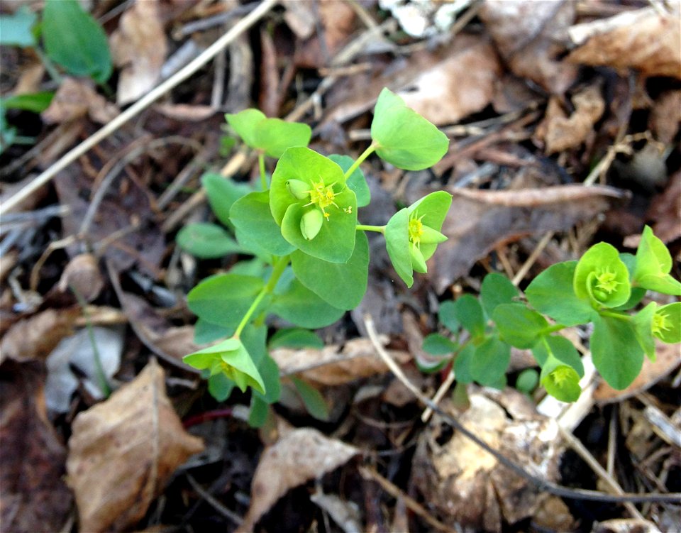 Euphorbia ouachitana, dry limestone woodlands above the Stones River, Rutherford County, Tennessee. Specimen is available for verification at Austin Peay State University herbarium.