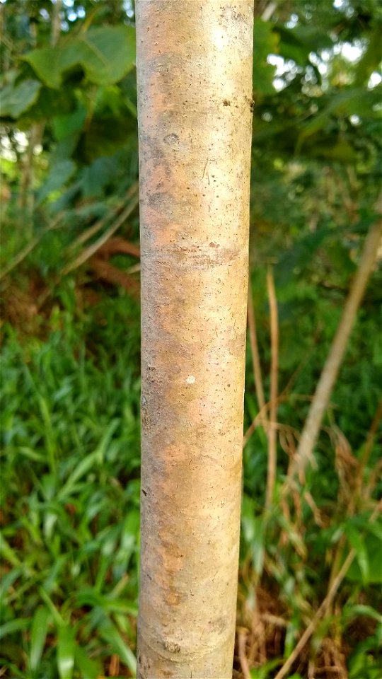 Macaranga carolinensis
