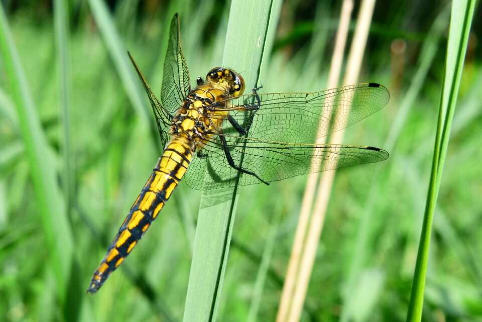 Dragonflies różnoskrzydłe nature lecicha total