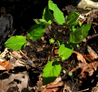 Euphorbia mercurialina, growing in on a rocky limestone slope near the Walls of Jericho, Franklin County, Tennessee.