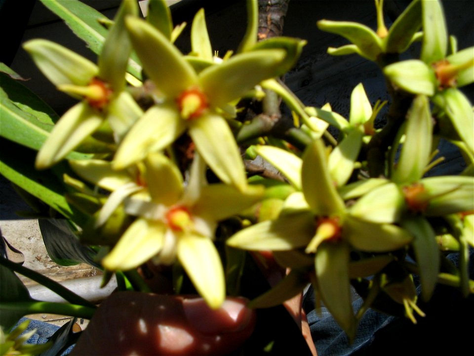 Flowers of Rhizophora racemosa