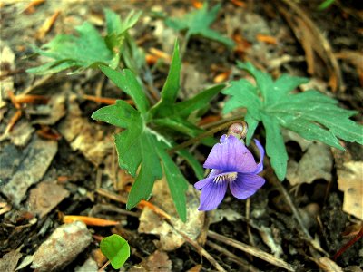 Viola subsinuata, growing in on a rocky limestone forest near the Walls of Jericho, Franklin County, Tennessee. photo
