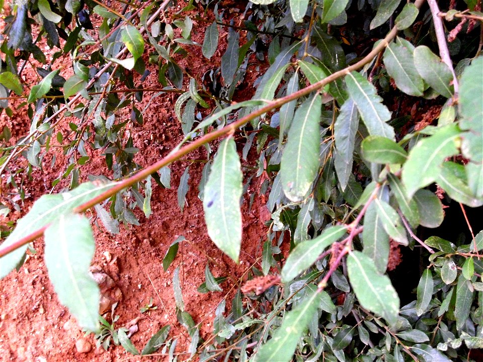 Salix pedicellata leaves Campo de Calatrava, Spain