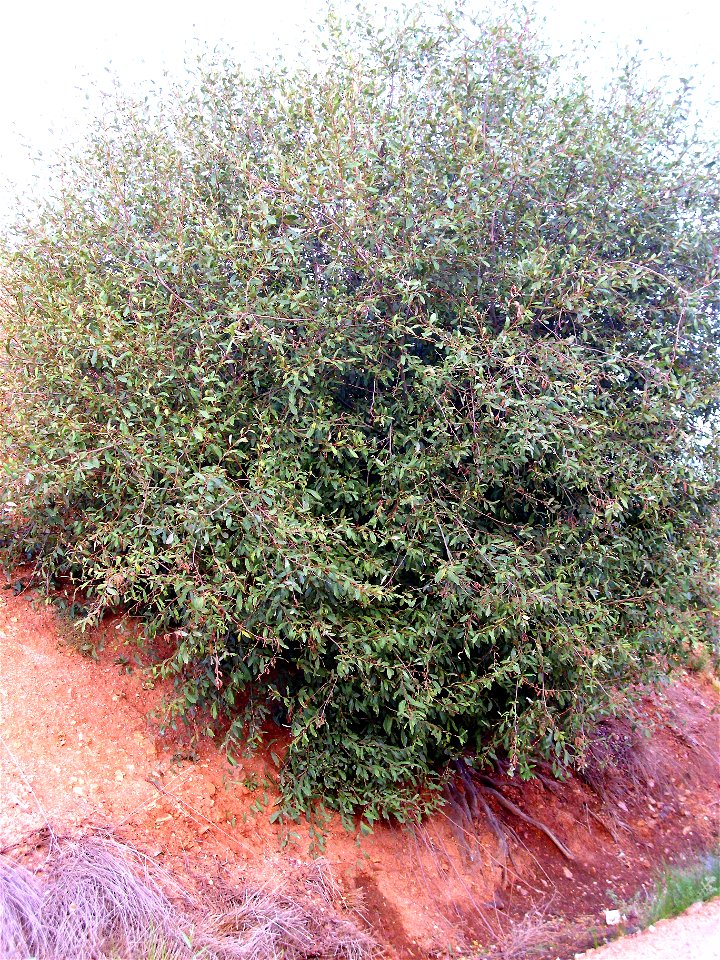 Salix pedicellata habit Campo de Calatrava, Spain