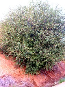 Salix pedicellata habit Campo de Calatrava, Spain