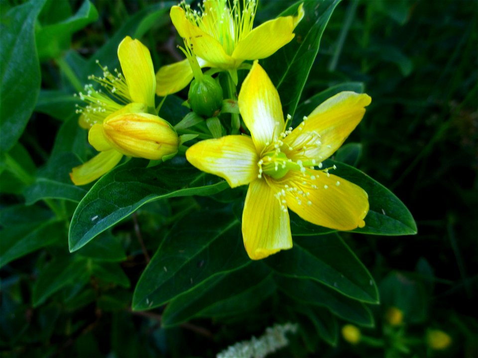 Flor da espécie malfurada (Hypericum foliosum), endémica dos Açores.
