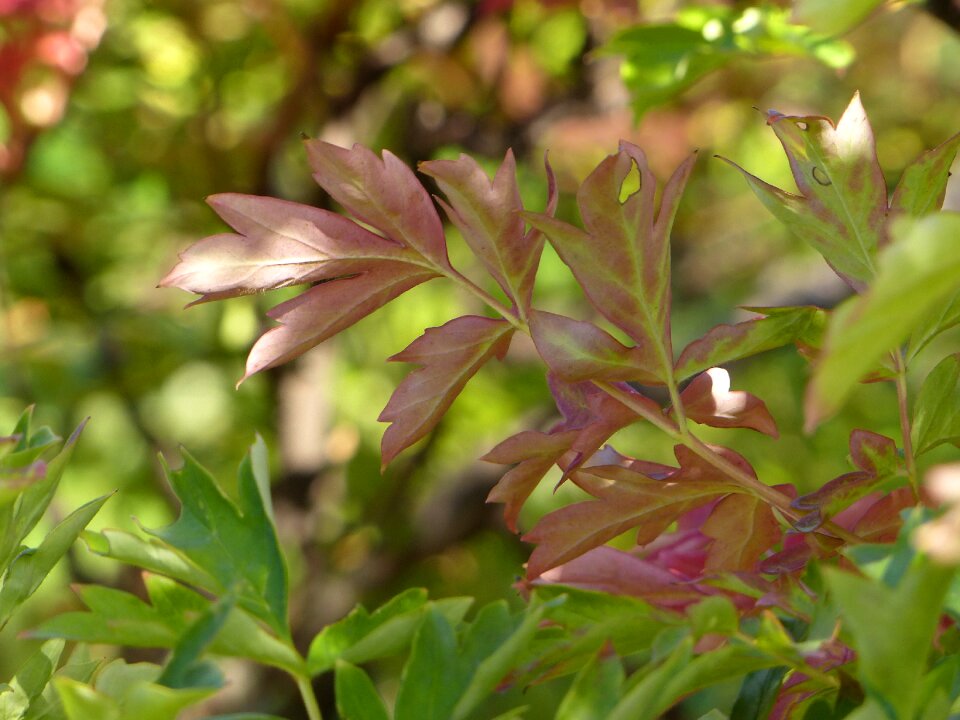 Autumn plant leaves