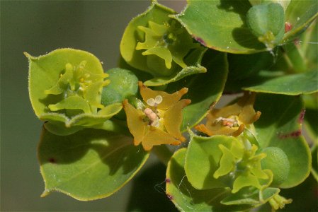 Euphorbia virgata