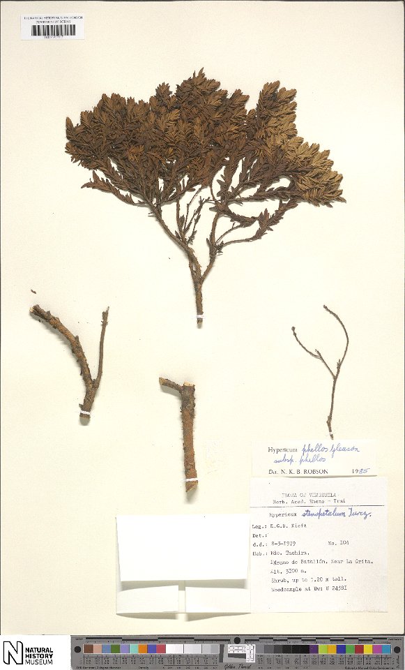 Hypericum phellos subsp. phellos. Collected in 1979. Published online on 31 July 2017