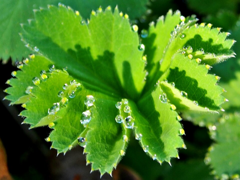 Medical natural remedies frauenmantel