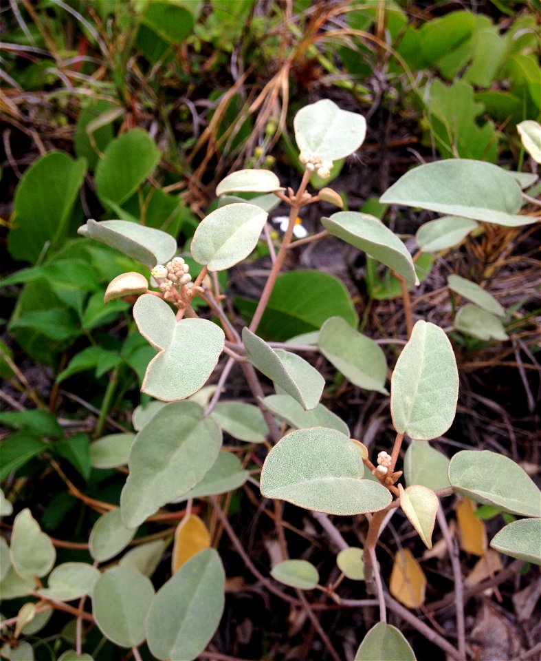 Croton punctatus, edge of dunes at Dr. Von D. Mizell-Eula Johnson State Park, Broward County, Florida.