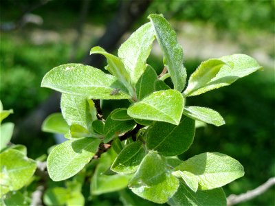 Salix aegyptiaca specimen in the Botanischer Garten München-Nymphenburg, Munich, Germany.