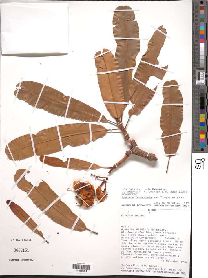 *Lophira lanceolata Tiegh. ex Keay
Object Details
Biogeographical Region
22 - West Tropical Africa
Collector
Mary Merello
H. H. Schmidt
J. Amponsah
M. Chintoh
K. Baah
Max. Elevation
280
Min. Elevation