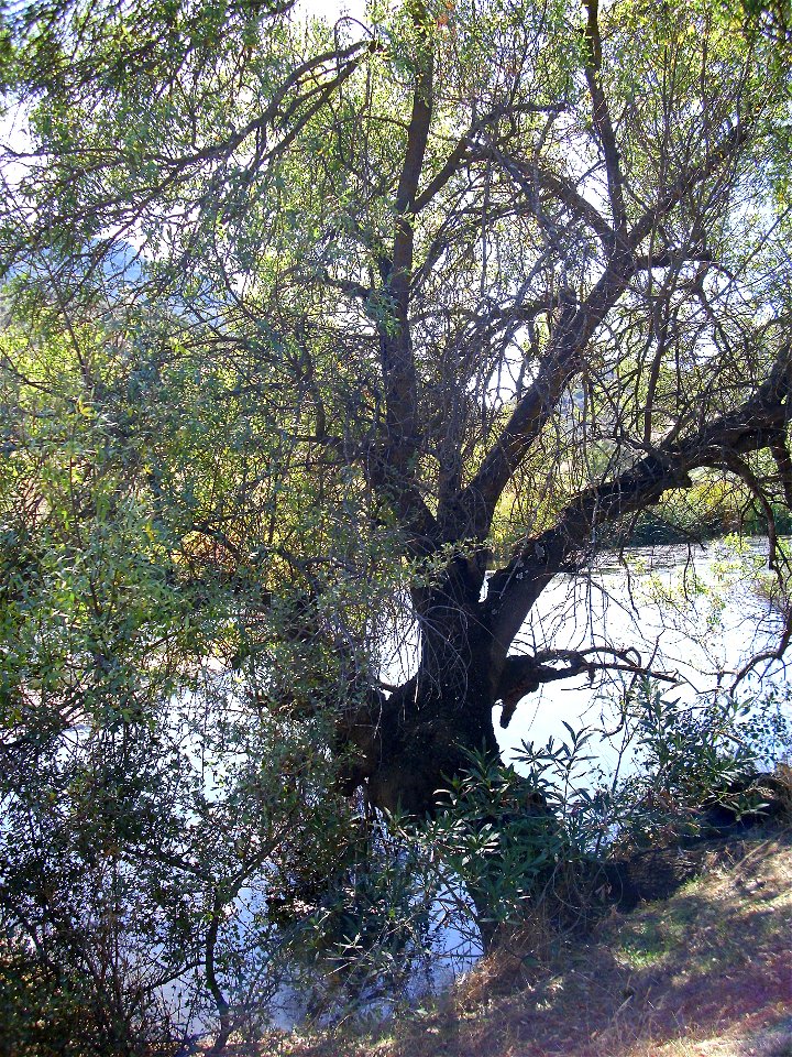 Salix salviifolia in Fresnedas river, Valle de Alcudia and Campo de Calatrava