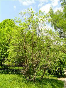 Salix aegyptiaca specimen in the Botanischer Garten München-Nymphenburg, Munich, Germany.