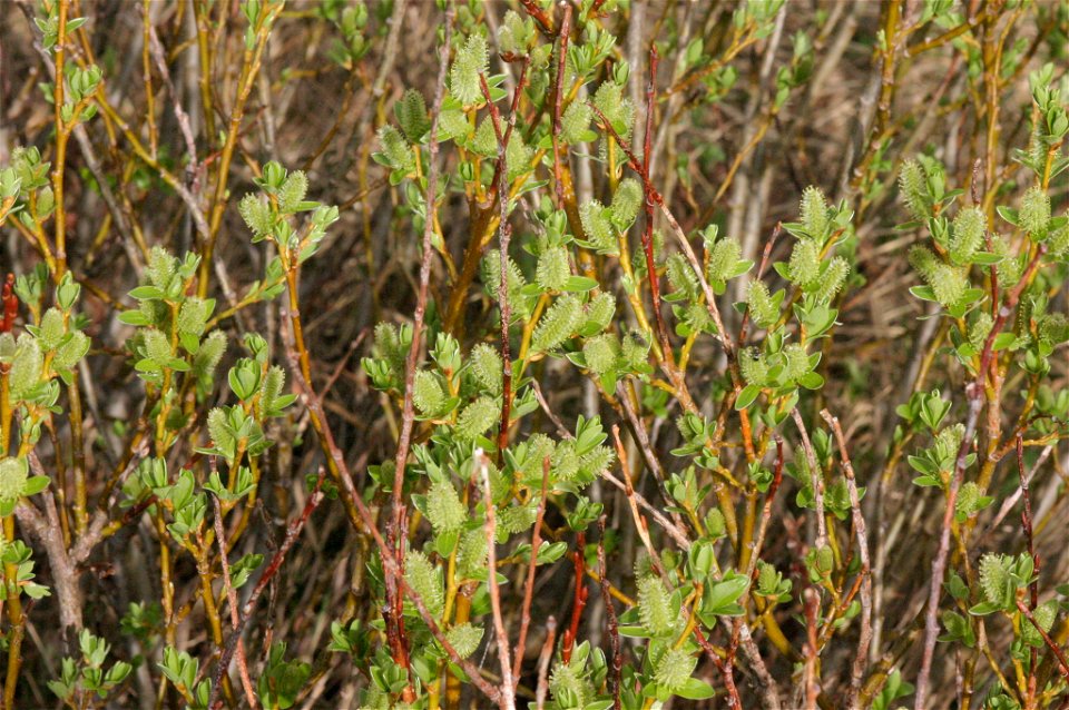 Salix waldsteiniana