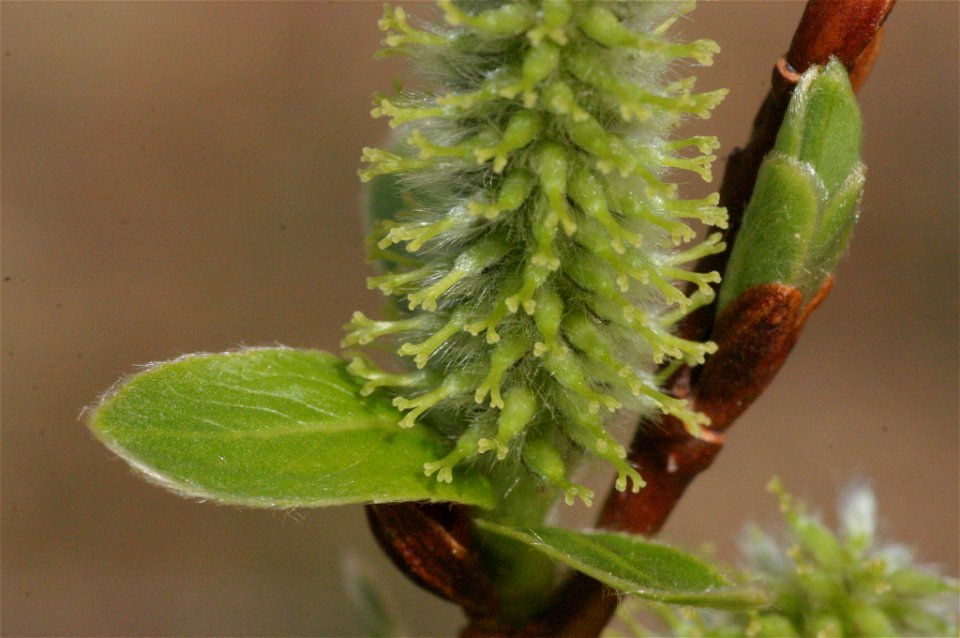 Salix waldsteiniana