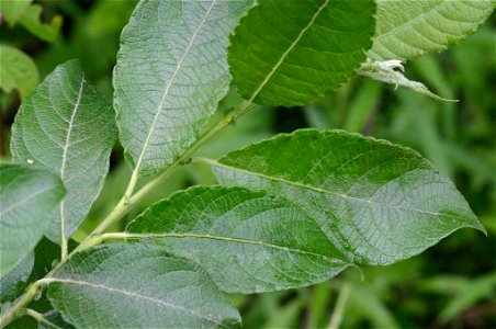 Salix appendiculata