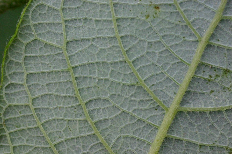 Salix appendiculata