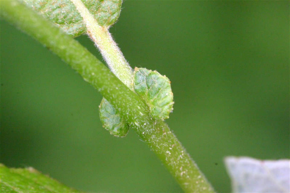 Salix appendiculata