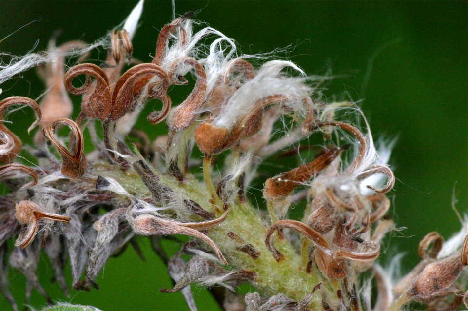 Salix appendiculata
