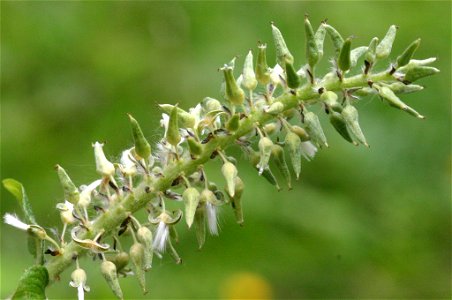 Salix appendiculata