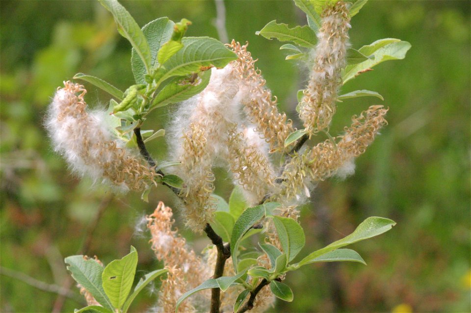 Salix appendiculata