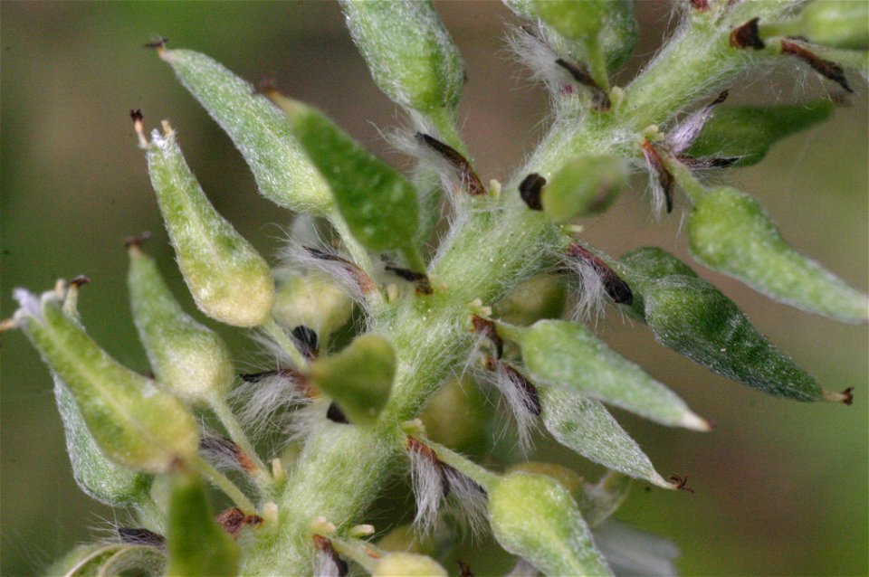 Salix appendiculata