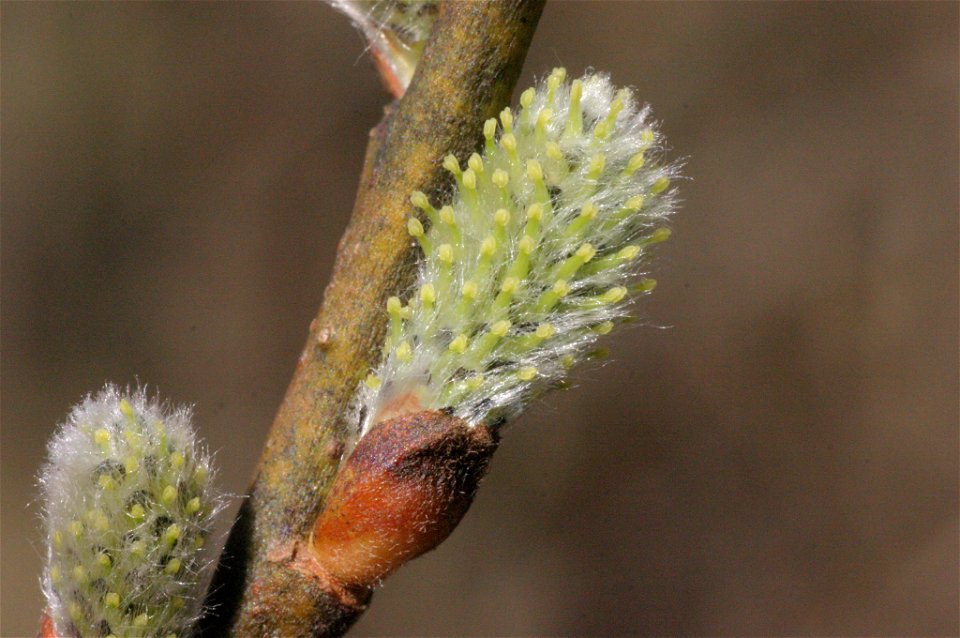 Salix appendiculata
