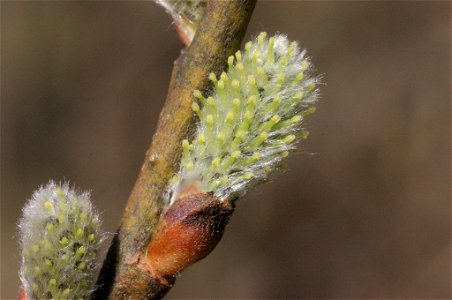 Salix appendiculata