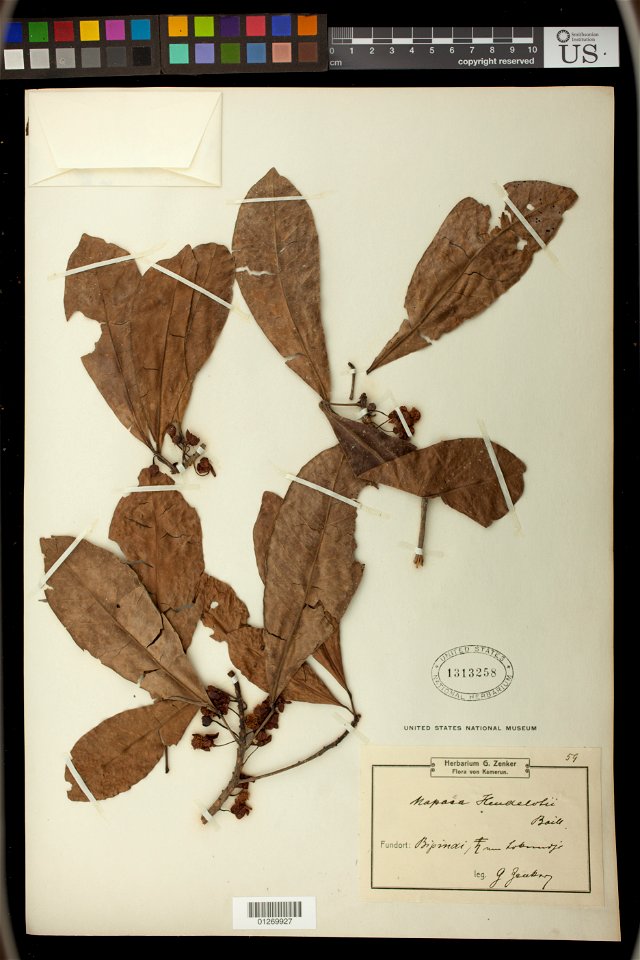 *Uapaca heudelotii Baill.
Object Details
Biogeographical Region
23 - West-Central Tropical Africa
Collector
Georg A. Zenker
Crowdsourcing
Transcribed by digital volunteers
Record Last Modified
8 Sep 2
