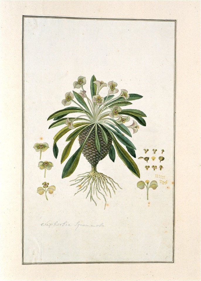 IdentificatieTitel(s): Euphorbia bupleurifolia Jacq.euphorbia Squammosa (titel op object)Objecttype: tekening albumblad Objectnummer: RP-T-1914-18-27Opschriften / Merken: annotatie, linksonder, in pot