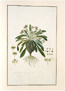 IdentificatieTitel(s): Euphorbia bupleurifolia Jacq.euphorbia Squammosa (titel op object)Objecttype: tekening albumblad Objectnummer: RP-T-1914-18-27Opschriften / Merken: annotatie, linksonder, in pot