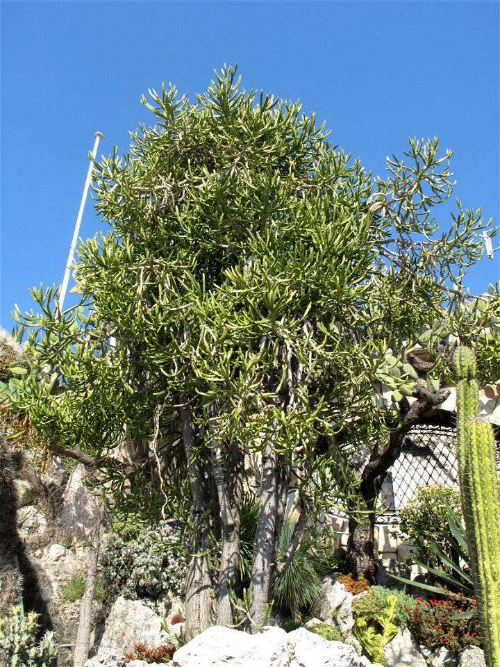 Euphorbia grandidens in the exotic garden of Monaco. Identified by label.