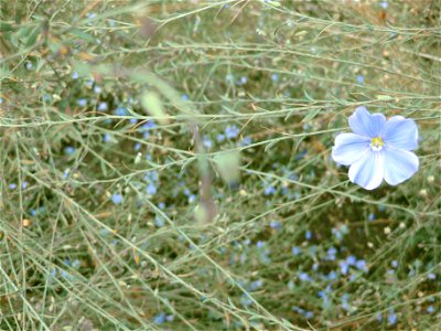 Linum austriacum in the botanical garden in Copenhagen. photo by Salvor