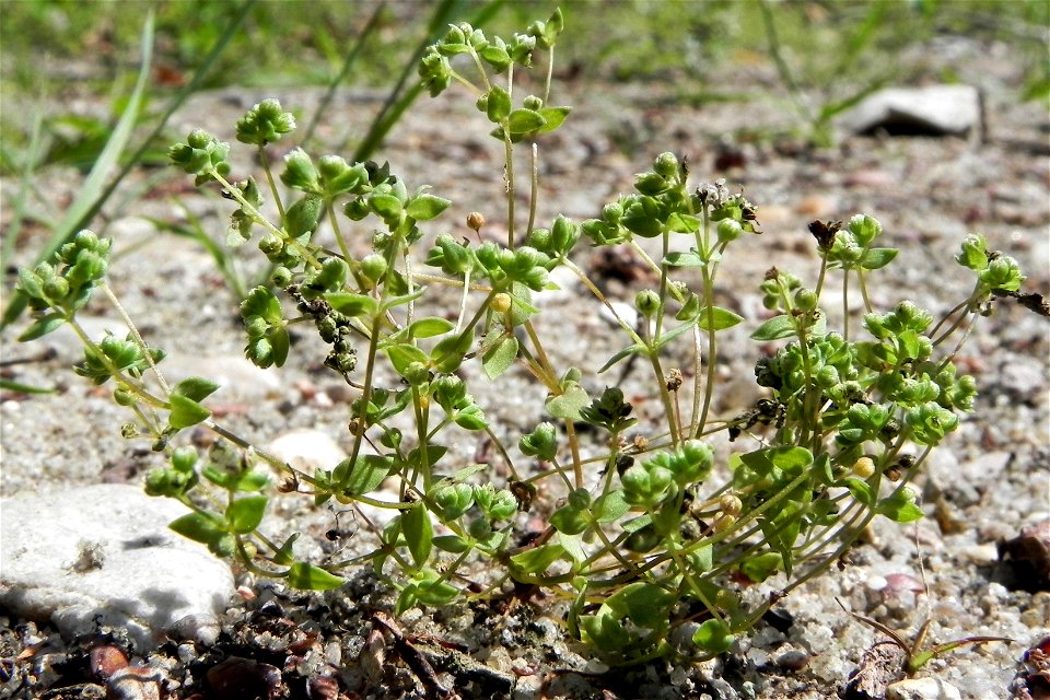 Zwerglein (radiola linoides) im Naturpark Südheide (Germany)