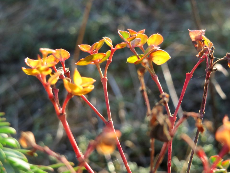 Steppenwolfsmilch (Euphorbia seguieriana) an den Oftersheimer Dünen